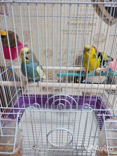 Волнистый попугай с клеткой