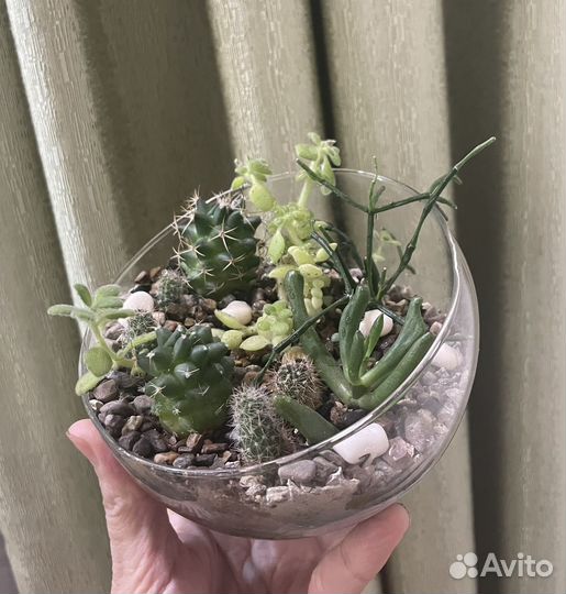 Кактусы и суккуленты