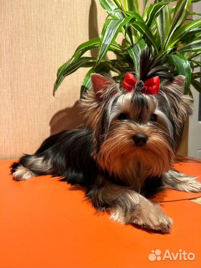 Йоркширский терьер