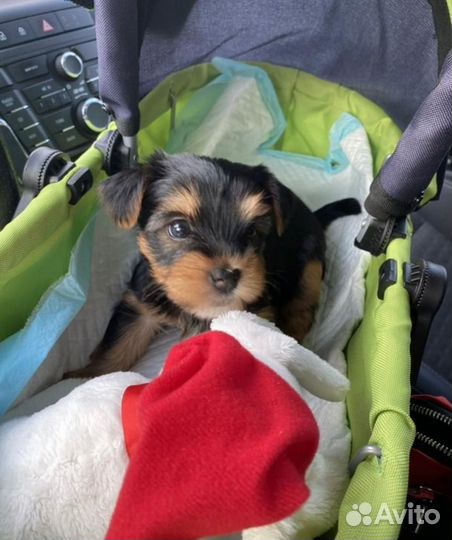 Йоркширский терьер