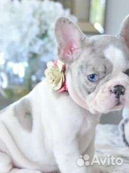 Французский бульдог щенки лиловый