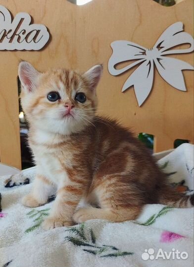 Шотландская мраморное золото