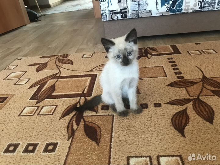 Сиамский котик