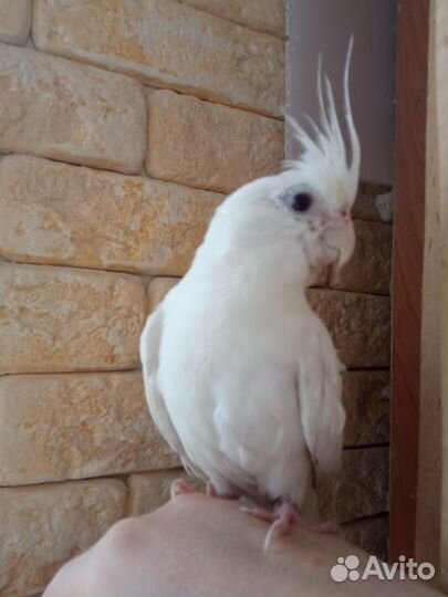 Корелла птенец,ручной говорящий