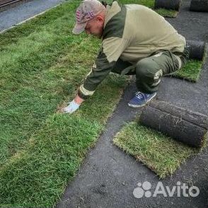 Газон рулонный