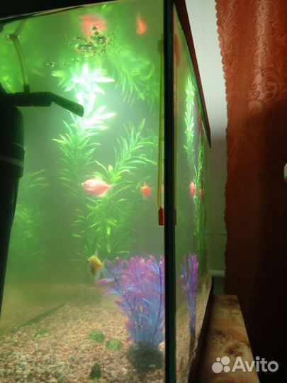 Аквариум на 50л
