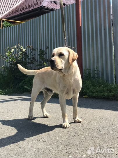 Лабродорчики