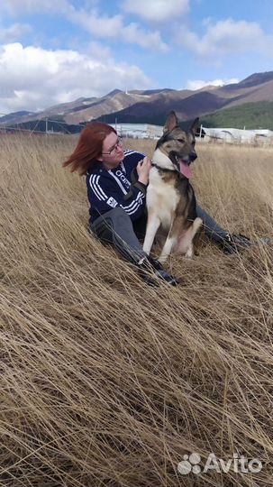 Собака в добрые руки