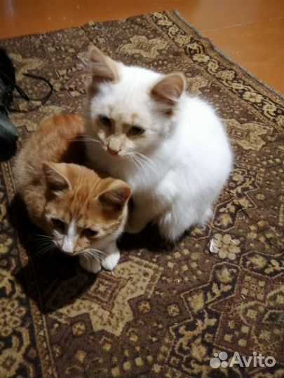 Кошки в добрые руки бесплатно