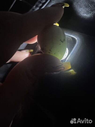 Инкубационное яйцо перепелов селадон