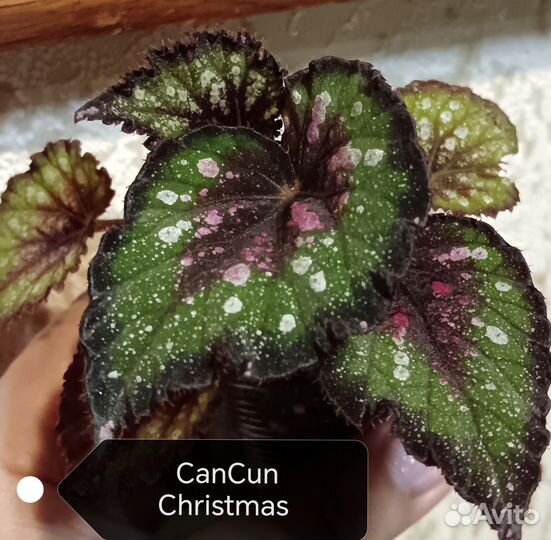 Бегония декоративно лиственная