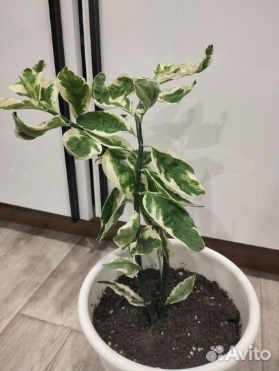 Педилантус