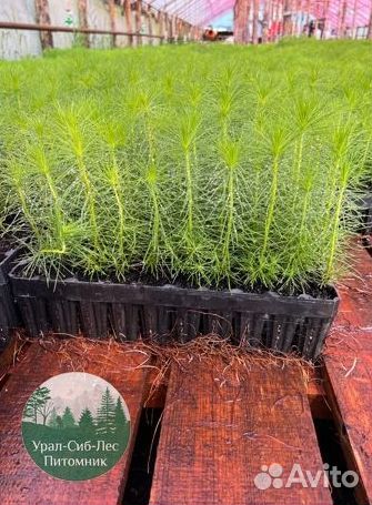 Сеянцы зкс Сосна окс Ель Лиственница Горная