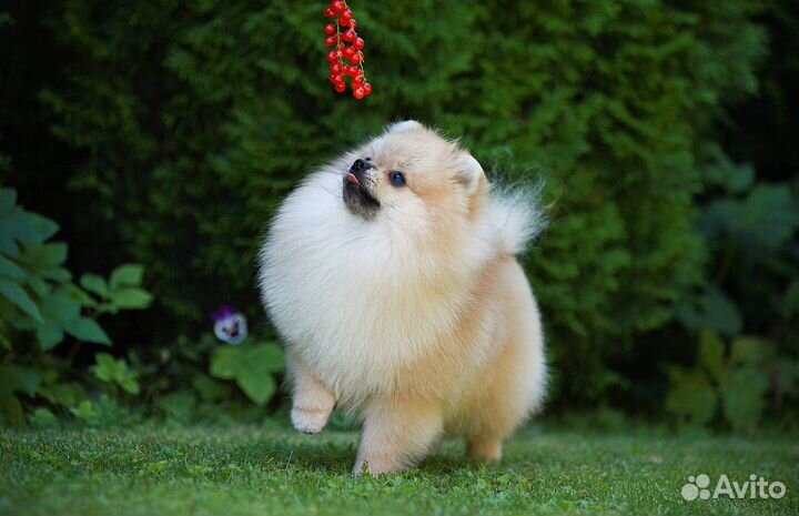 Кобель шпиц на вязку