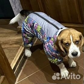 ДОГ БУТИК одежда и аксессуары для маленьких собак. | Интернет-магазин Дог Бутик