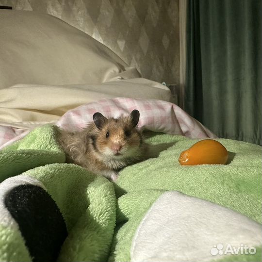 Сирийский хомяк бесплатно