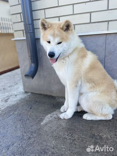 Случка собак