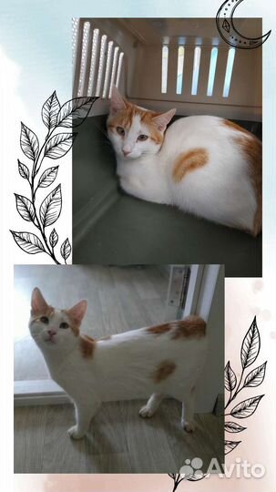 Котенку нужен дом