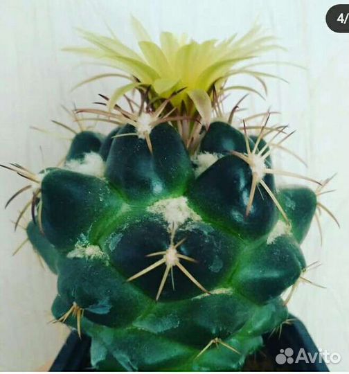 Корифанта Андреа, Сулькоребуция рауши (детки)