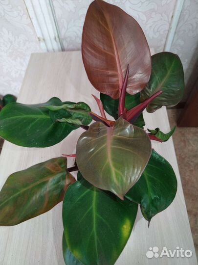 Филодендрон