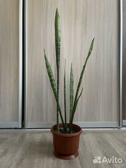 Сансевиерия