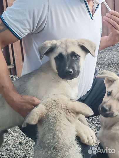 Собаки щенки бесплатно
