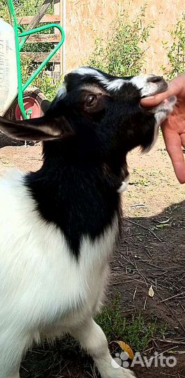 Камерунские козлики без брака