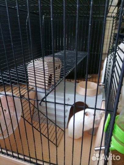 Сирийский хомяк бесплатно