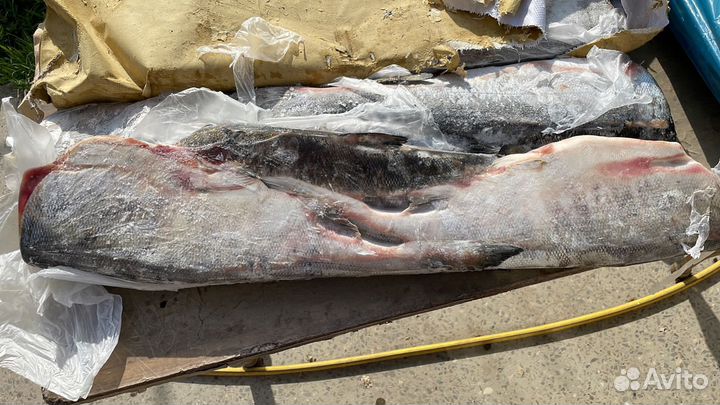 Дикий лосось-кета