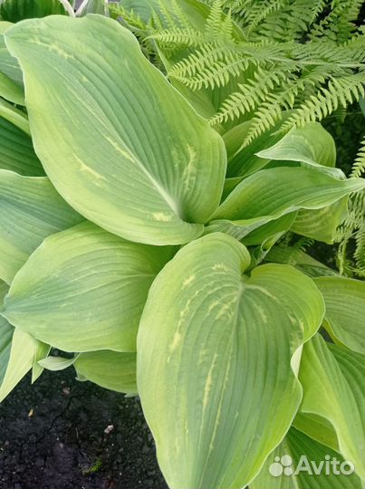 Сортовая хоста