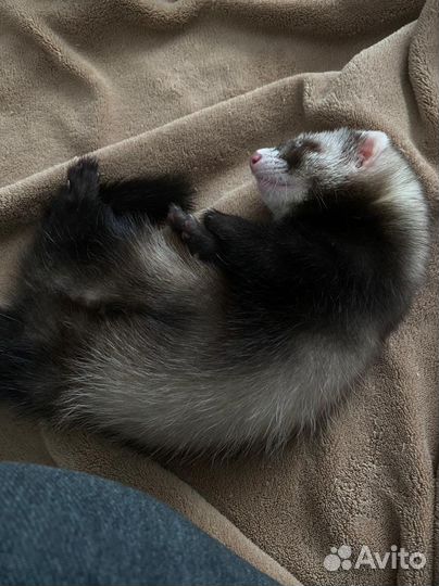 Хорьки малыши с доставкой