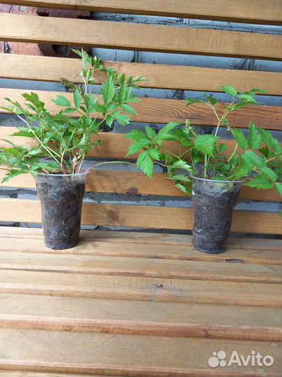 Астильба низкорослая