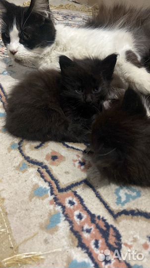 Котята в добрые руки