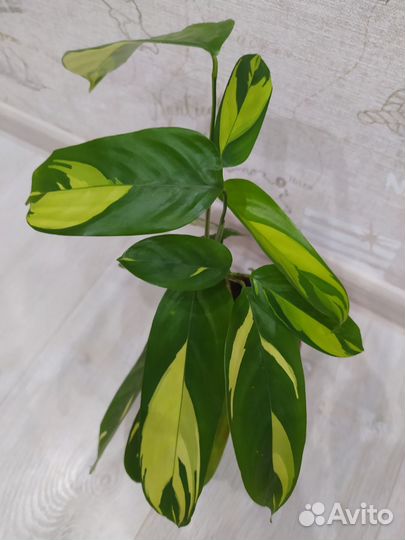 Ктенанта Лубберса