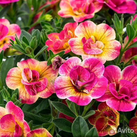 Черенки калибрахоа