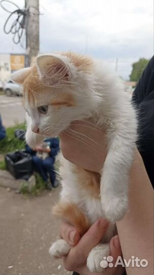 Котёнок мальчик