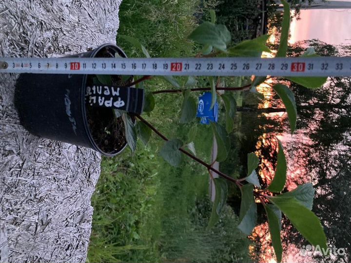 Гортензия Метельчатая - Бонфайер - 2023