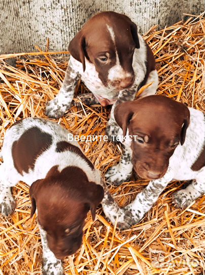 Продам щенков Курцхара