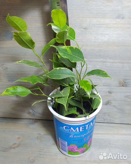 Фикусы разные, педилантус