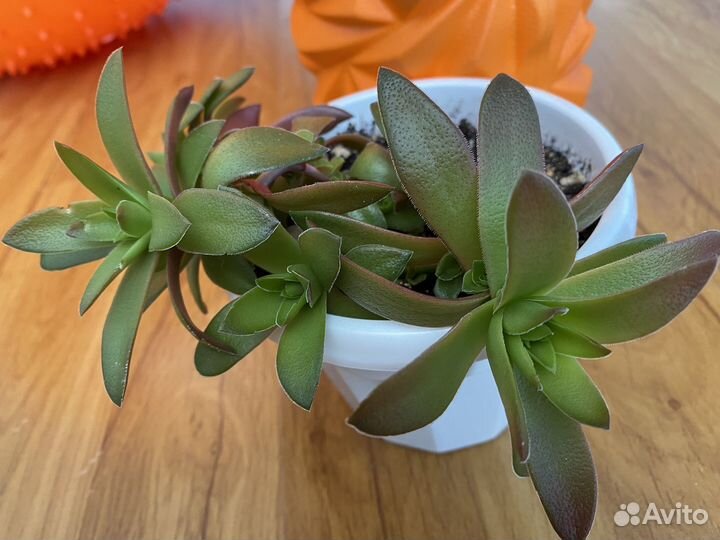 Цветы -радость в дом)