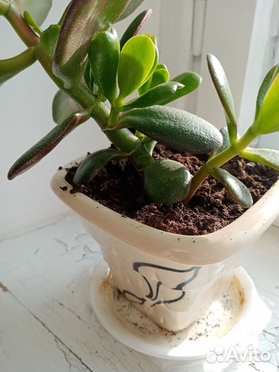 Денежное дерево 3 Толстянка