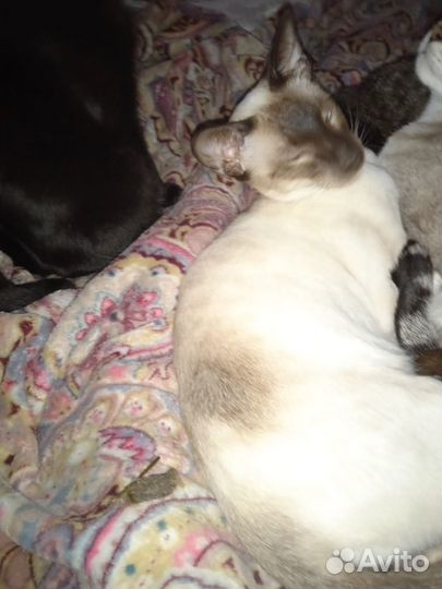 Ориентальный кот вязка