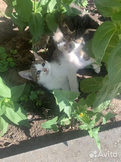 Милые добрые ласковые котятки