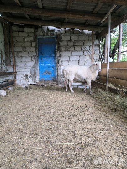 Баран, овцы