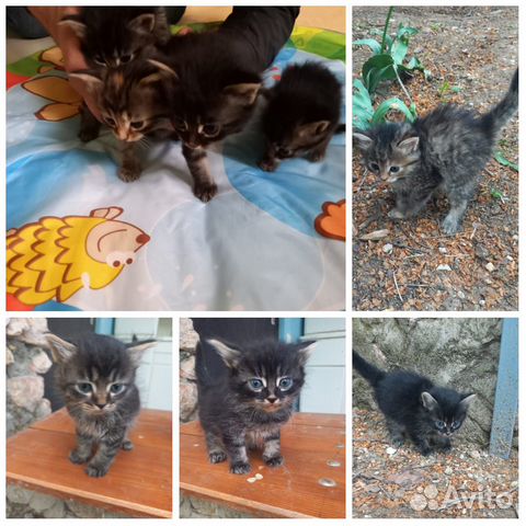Котята в добрые руки