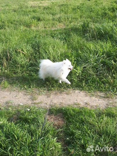 Передержка домашних животных,выгул, дрессировка