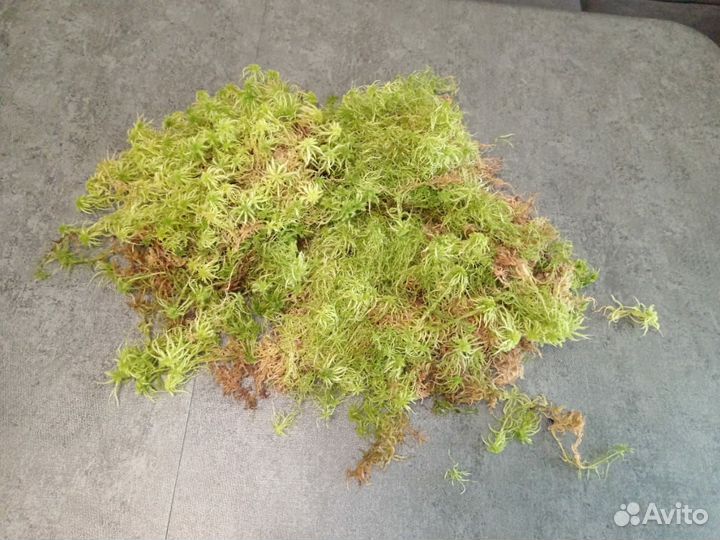 Мох сфагнум живой