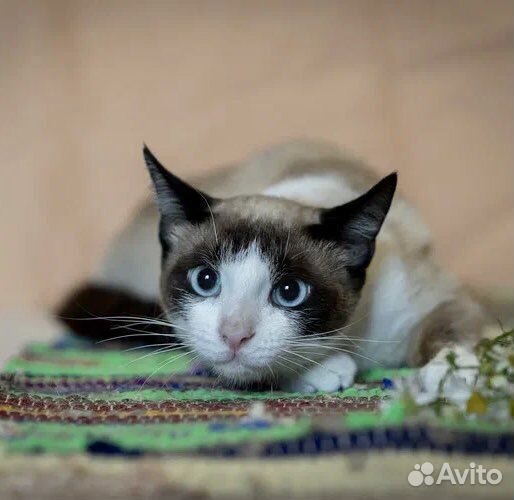 Тайский кот подросток в добрые руки