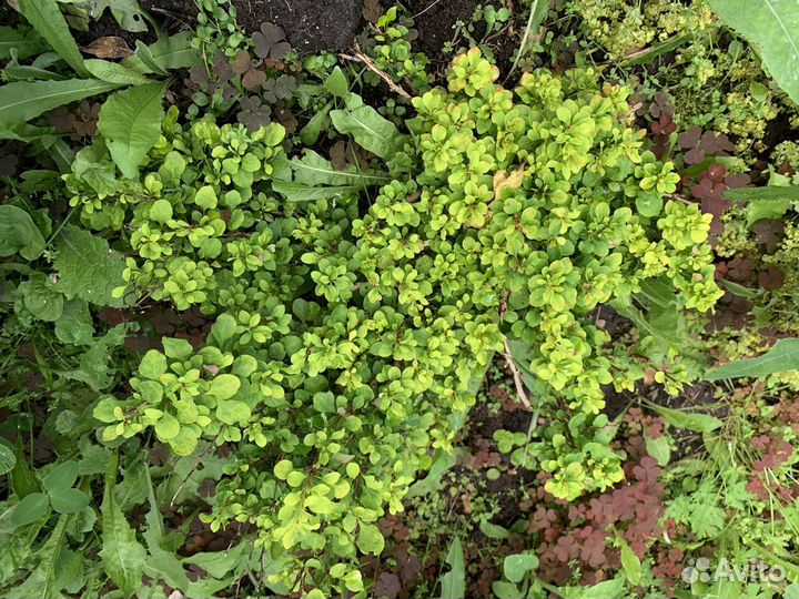 Барбарис тунберга