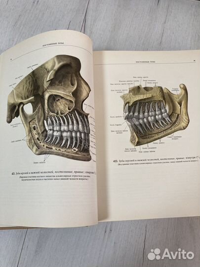 Атлас анатомии человека Том 2 Синельников